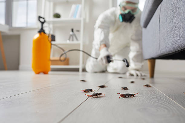 Commercial Rodent Management in East Los Angeles